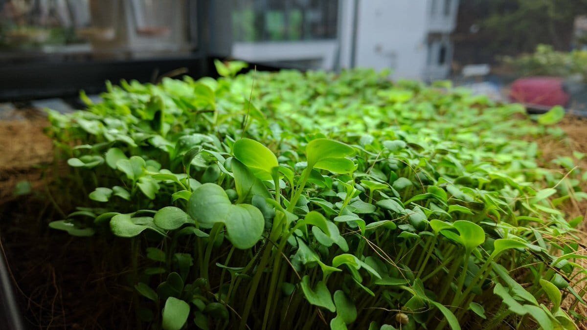 Image sourced from Green Lab