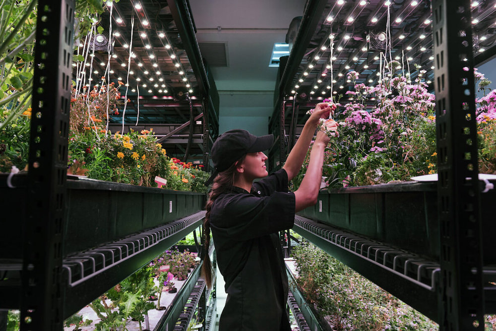 Can High Tech Indoor Agriculture Transform Local Food.jpg