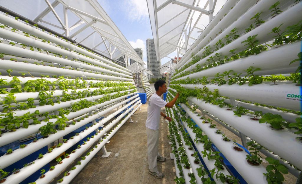 A farm worker tending to the crops at one of ComCrop's rooftop farms.