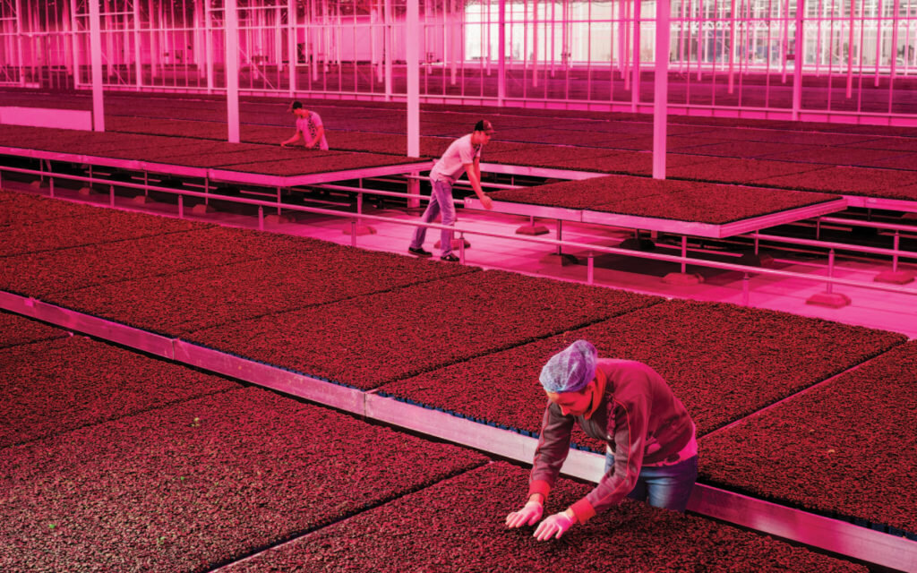 “Shiso Purple” cress, grown in high-tech greenhouses, as seen in the Guggenheim’s “Countryside, the Future.” Photo: Luca Locatelli