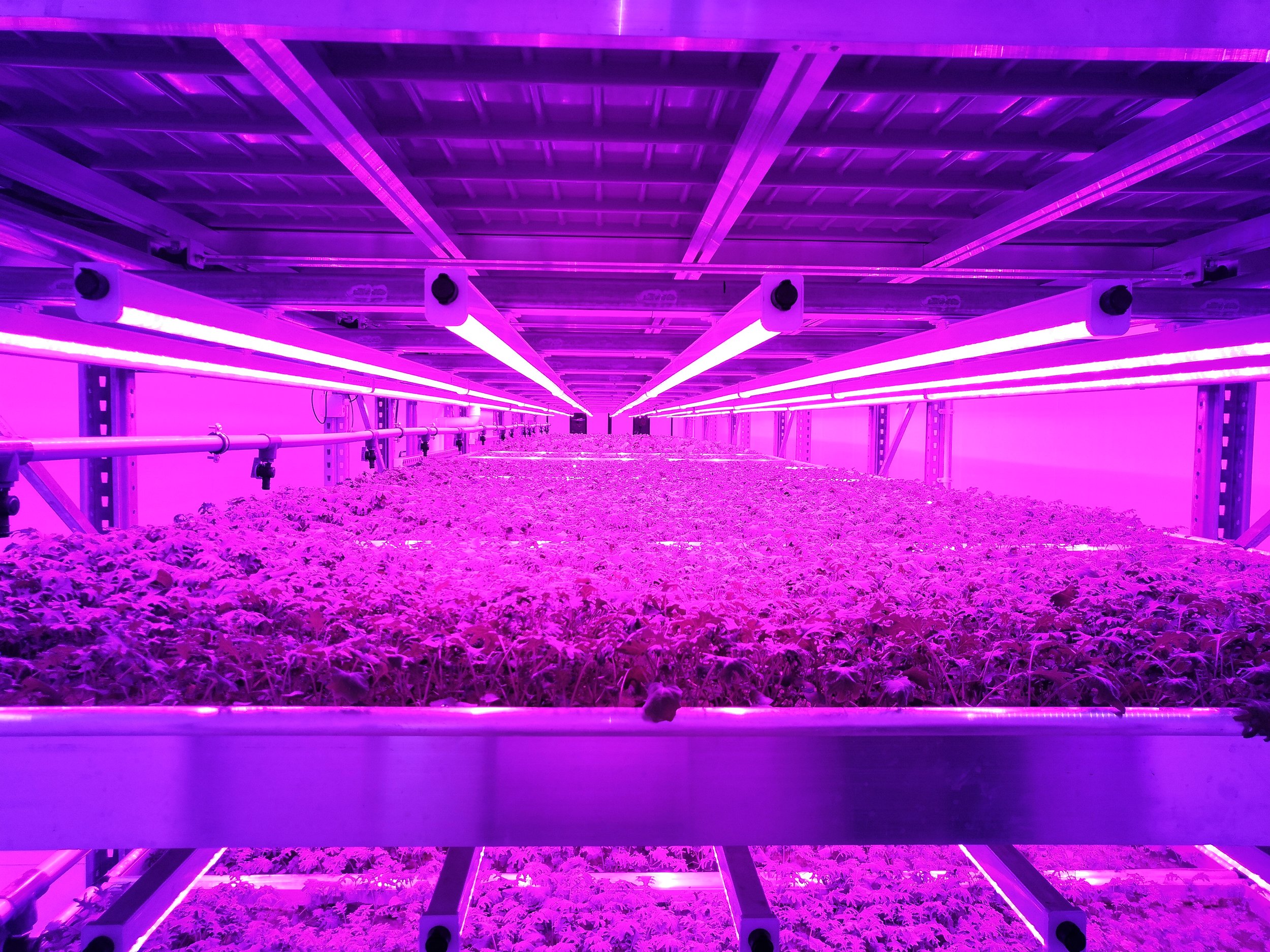 Crop 1 in-situ 2.jpg