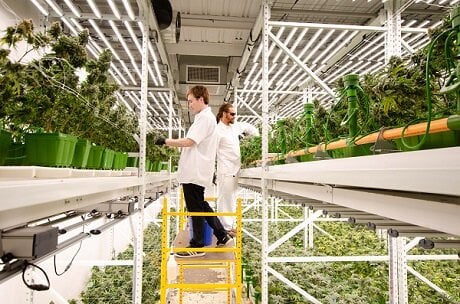 Image sourced from Vertical Farm Daily