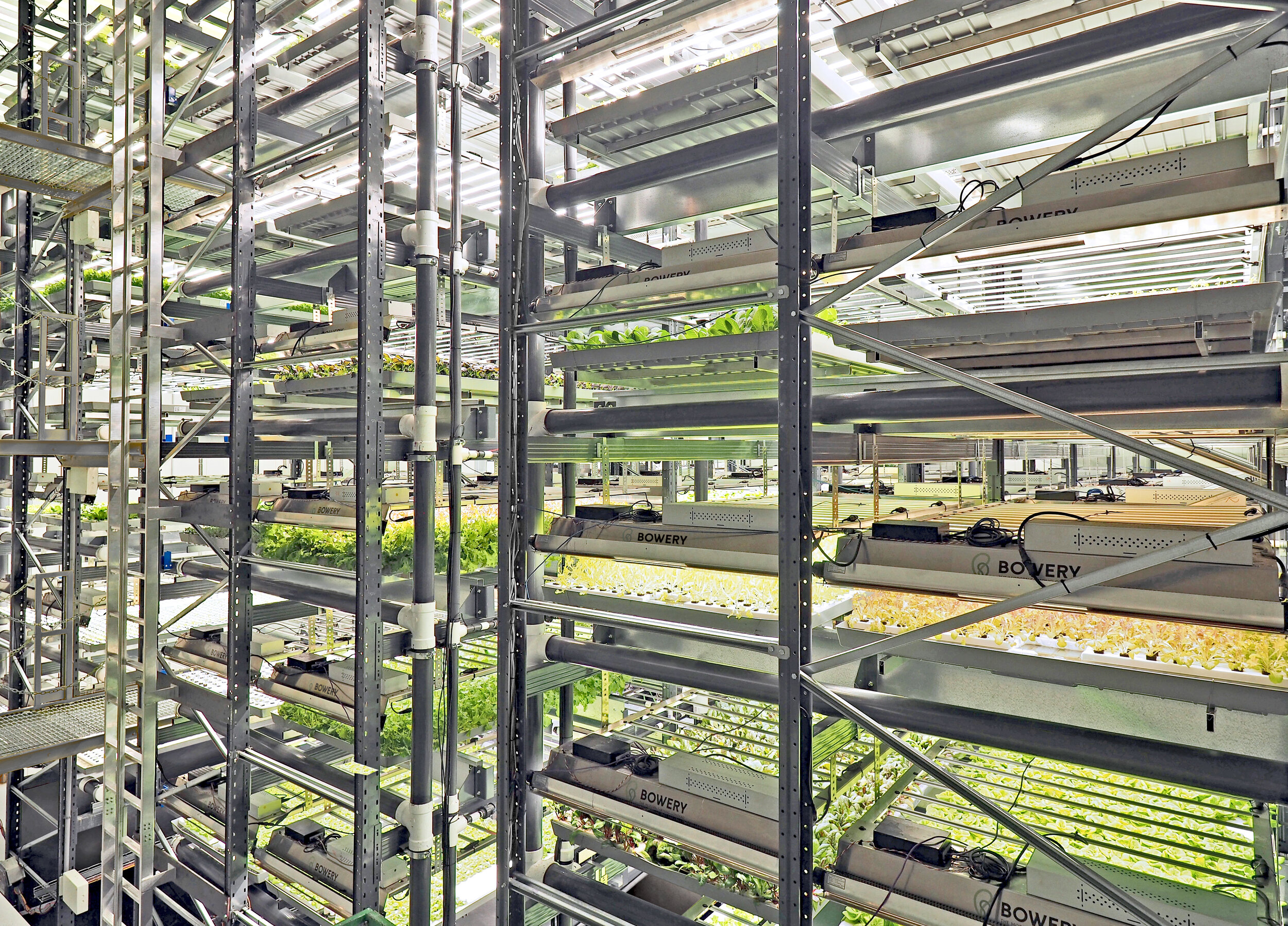 Image sourced from Bowery Farming