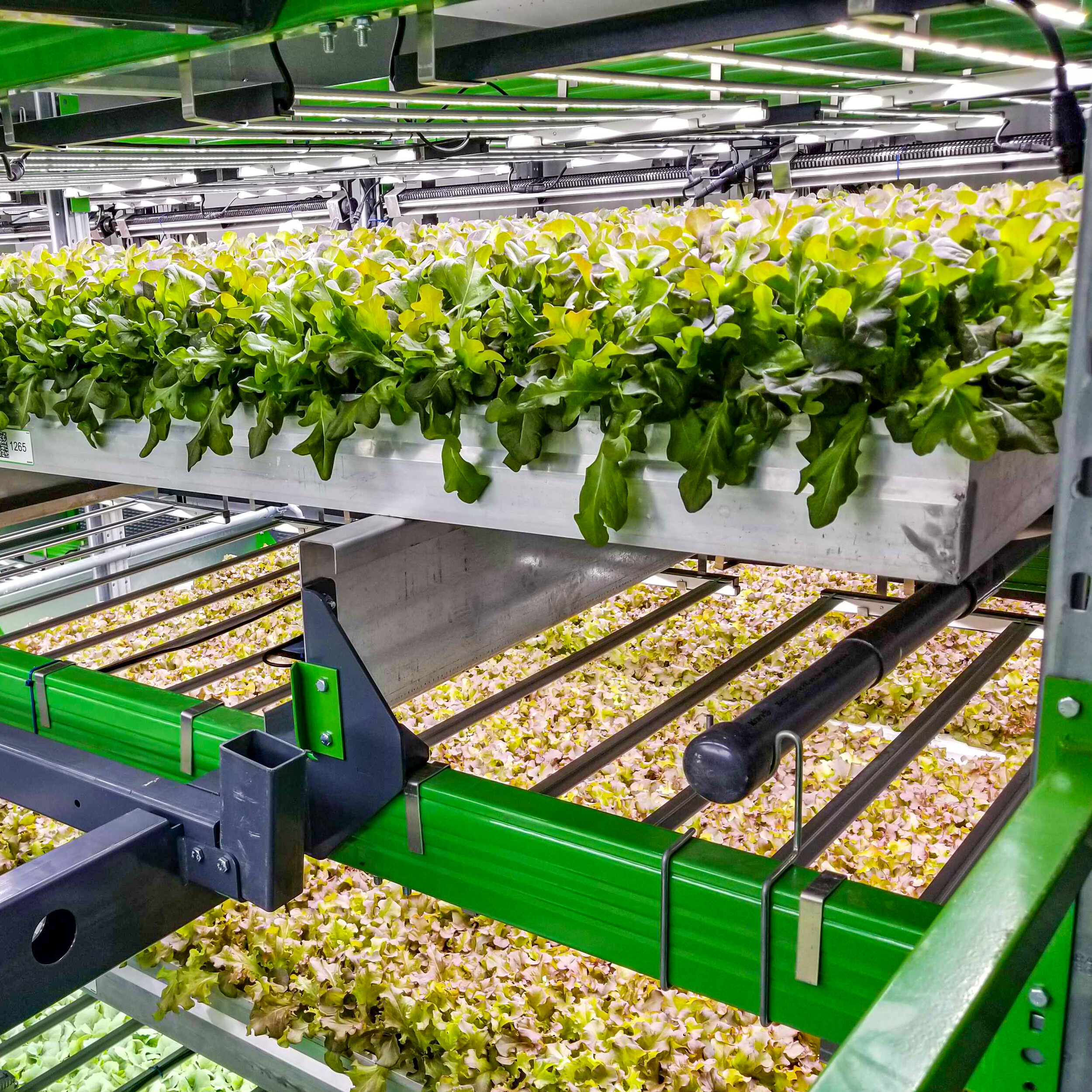 Image sourced from Bowery Farming