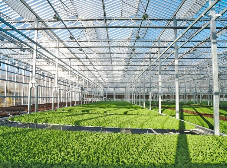 Gotham-Greens-goes-west-to-unlock-next-growth-chapter-The-indoor-environment-is-relatively-unexplored-but-offers-fantastic-opportunities_wrbm_large.jpg