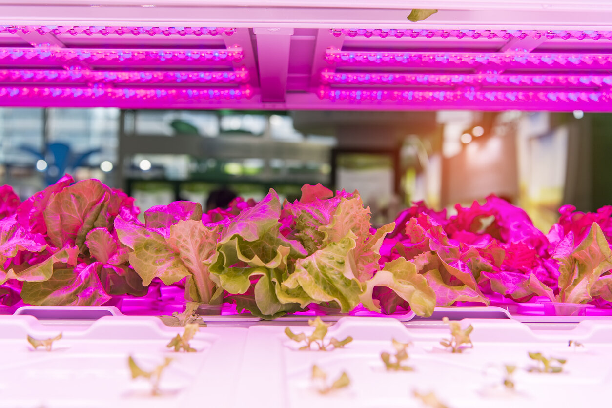 Greenhouse-vegetables-Plant-with-Led-Light-Indoor-Farm-Technology-961628798_1258x838.jpeg