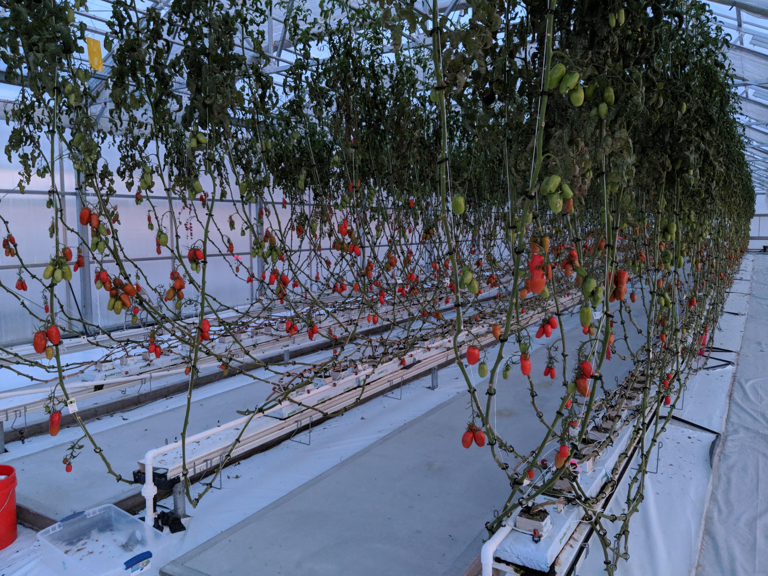 Greenhouse2.jpg