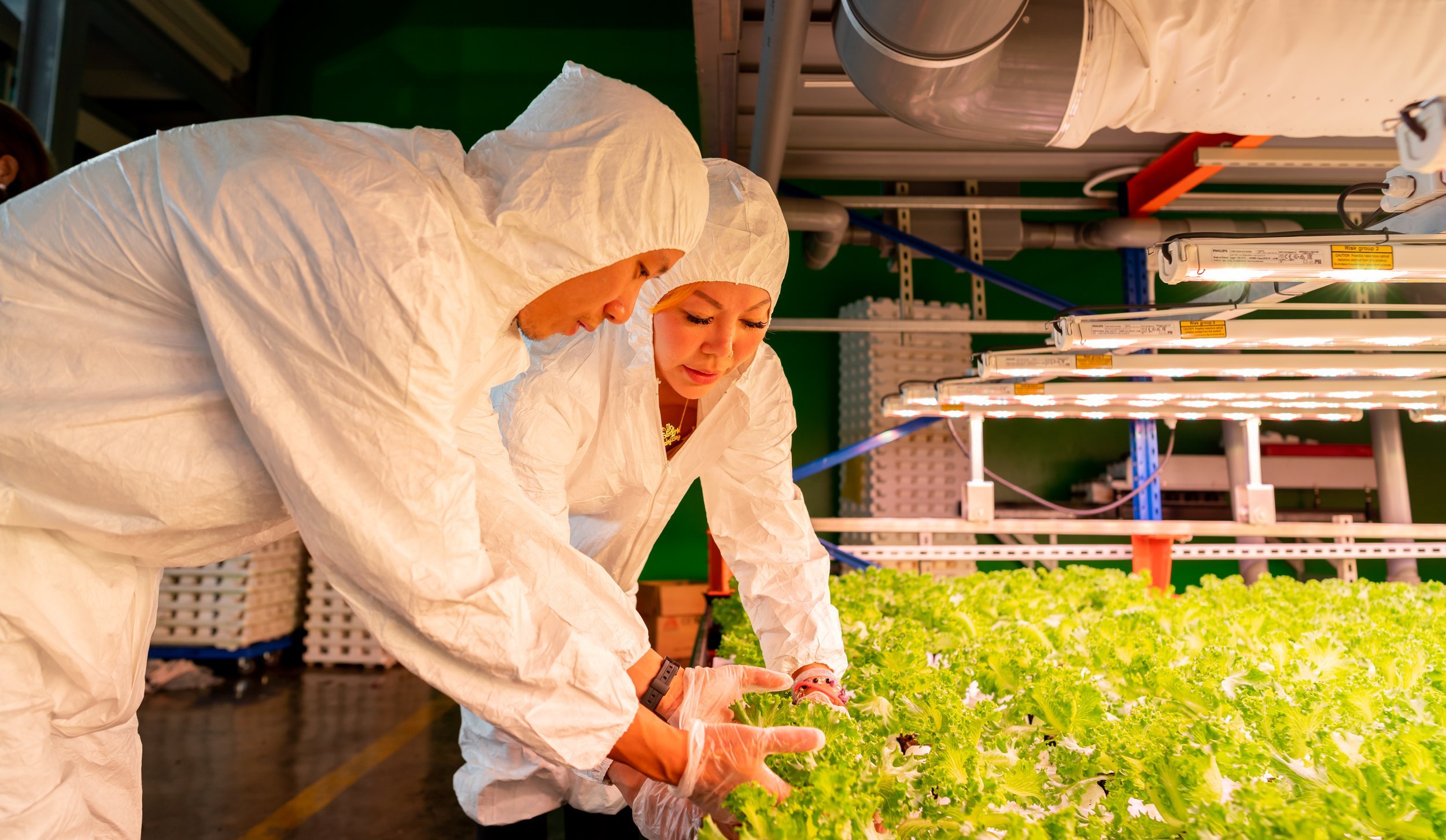 Two GroGrace employees harvesting lettuce in their vertical farm