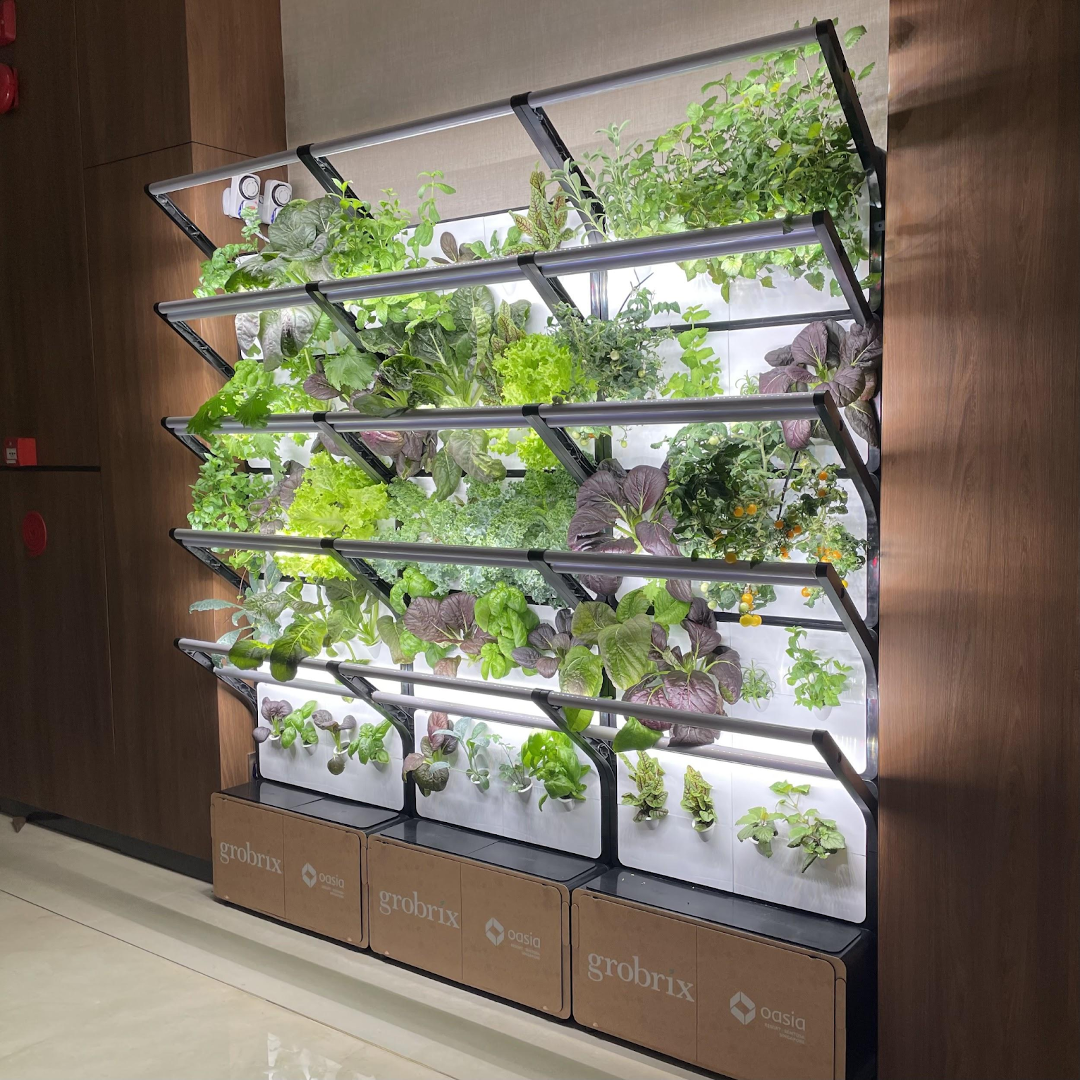 A vertical, wall-growing system filled with fresh leafy greens and herbs