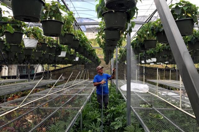 Hector Santiago, a horticulturist, waters plants at his nursery that is powered by solar energy, after Hurricane Maria hit Puerto Rico in Barranquitas, south of San Juan, Puerto Rico, October 3, 2017.
