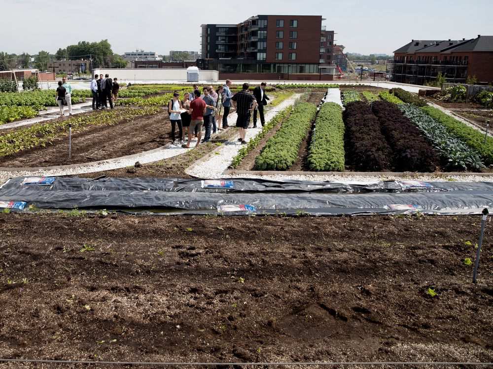 IGA rooftop farm2-1