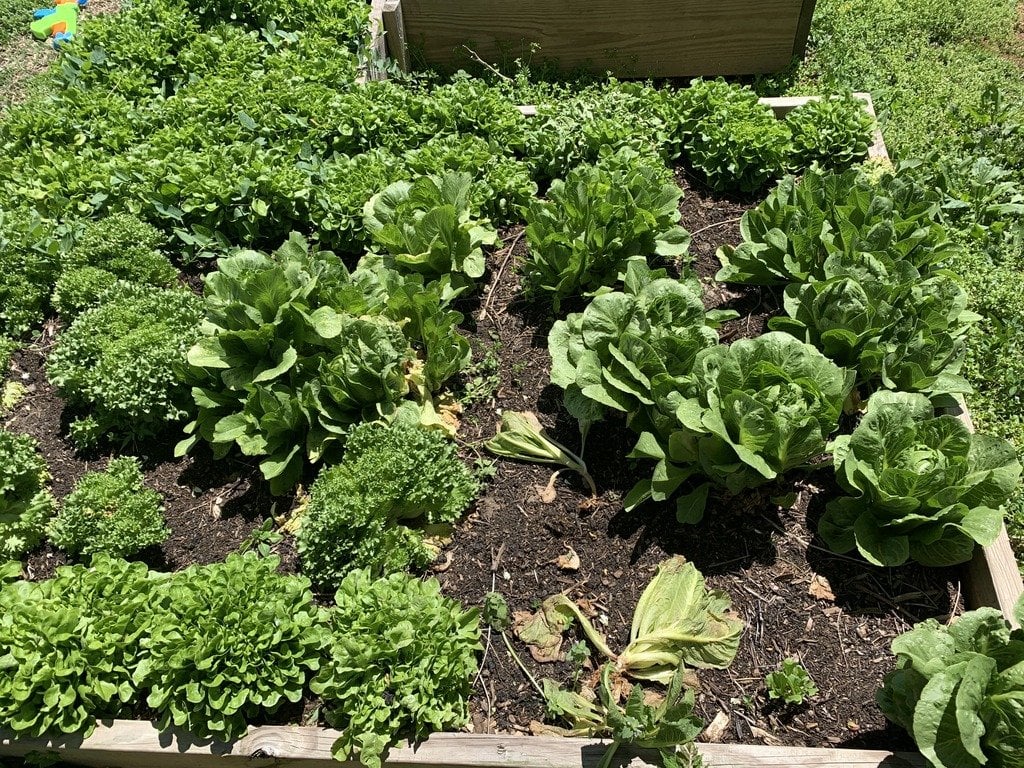 Plantation Park Heights Urban Farm