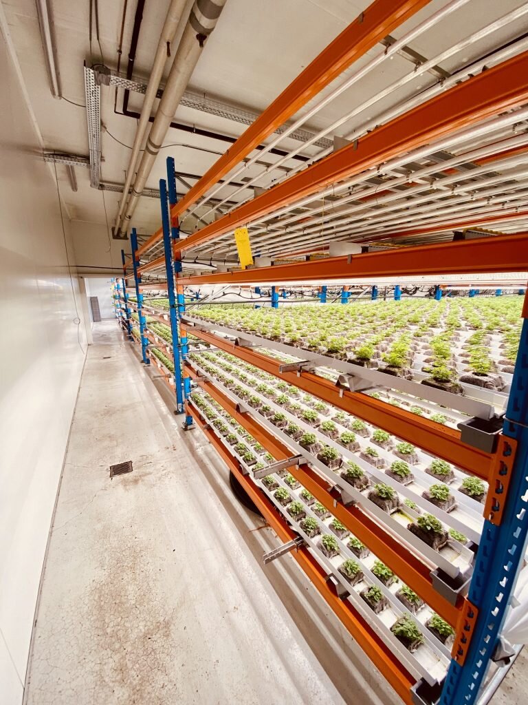 Image sourced from Urban Harvest