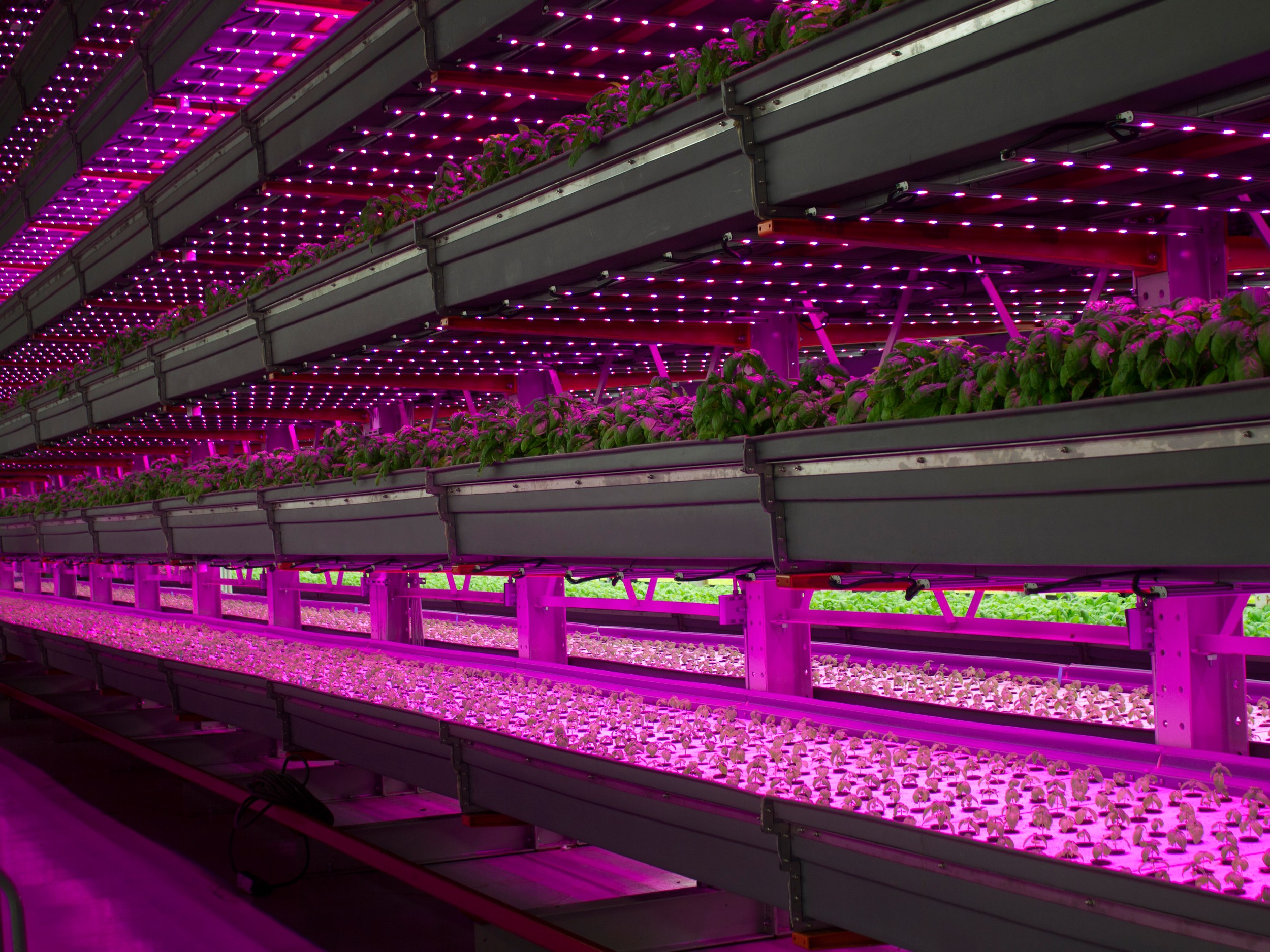 Illumitex grow lights in a vertical farm. The company is developing high-resolution imaging technology that will integrate with sensors and their lights to give a fuller picture of the growing environment.
