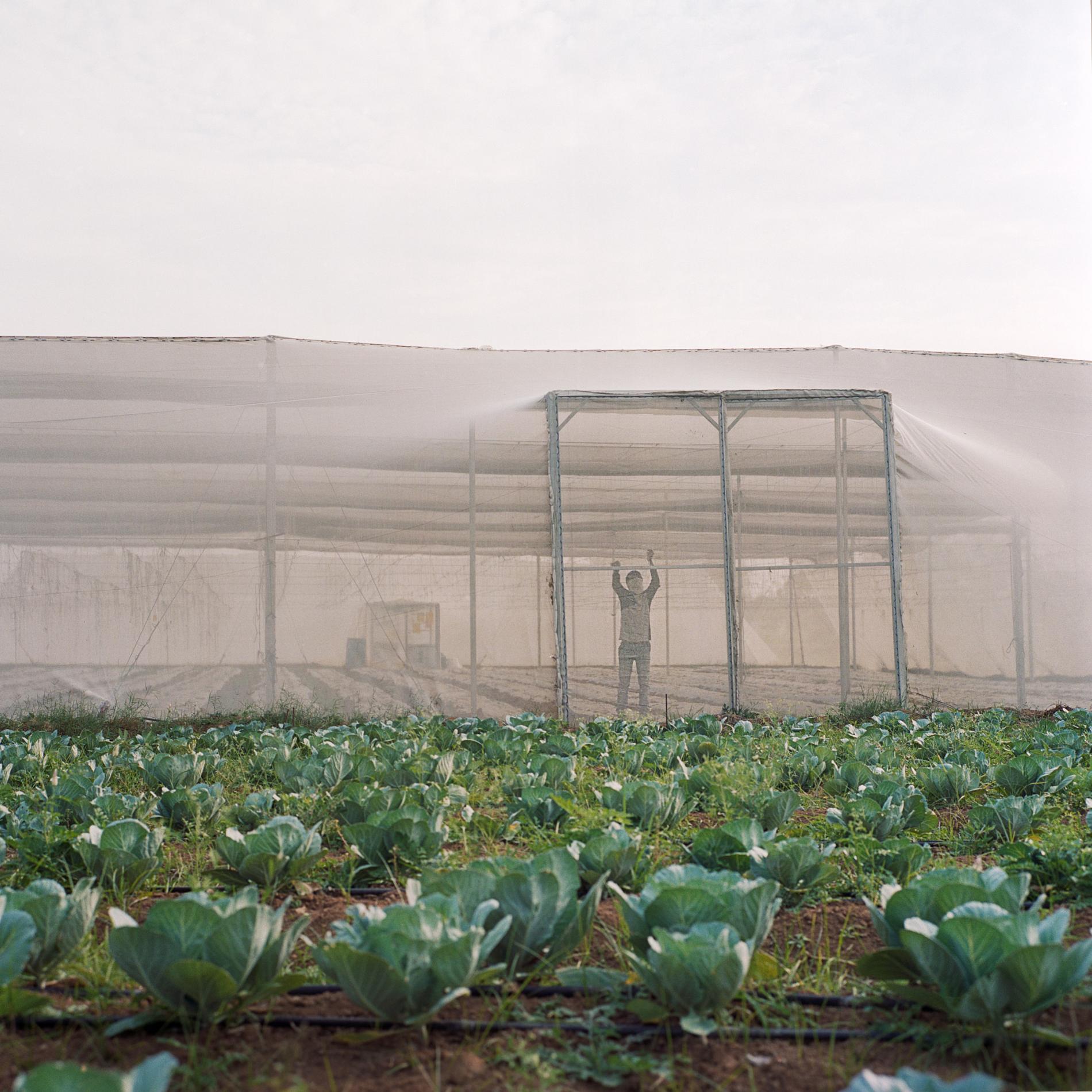 A farmer tends a greenhouse in Depalle, a village about 75 kilometers southwest of Hyderabad. The village is a research and development station for Kheyti, a nonprofit group helping India's small-scale farms adapt to climate change.