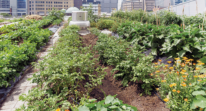 India Urban Ag.jpg