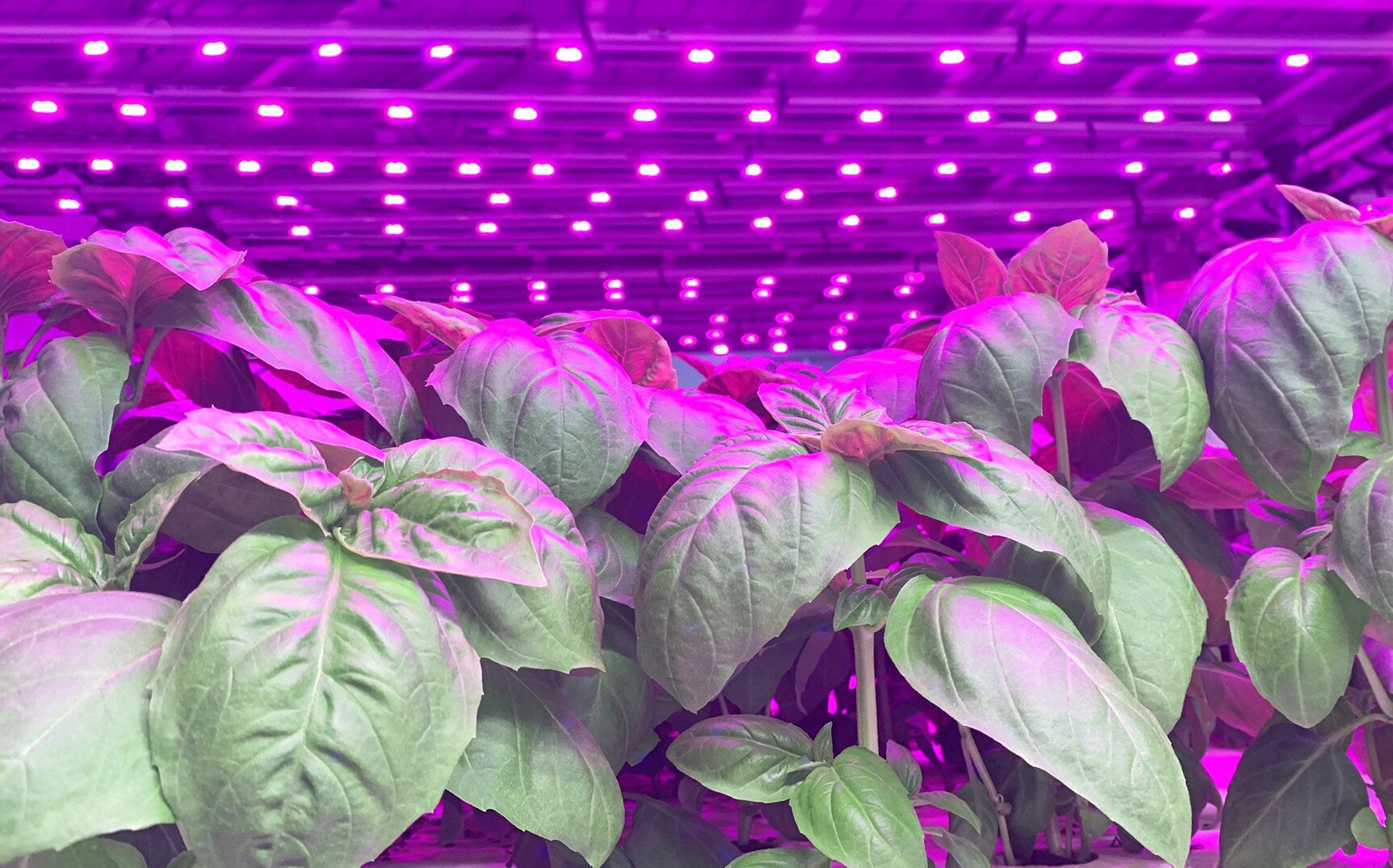 Image sourced from Infinite Acres