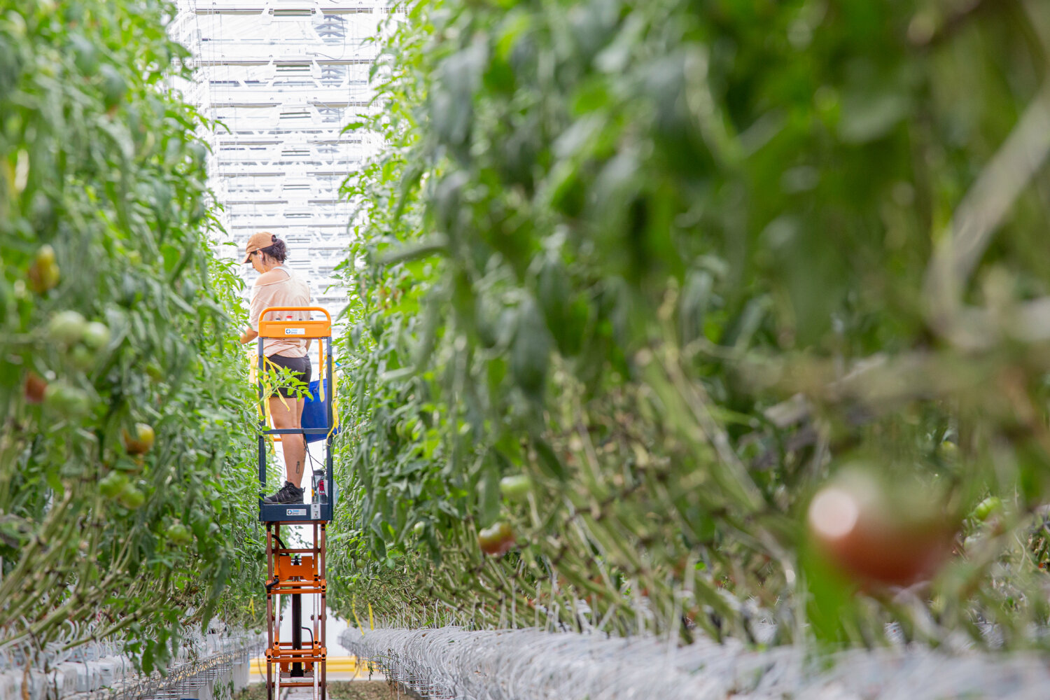 Inside VSL (a reference to Ville St-Laurent, the district in which the farm is located); it’s the company’s newest greenhouse, and it sits atop a former Sears warehouse. COURTESY OF LUFA FARMS.