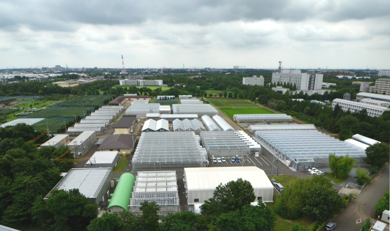 Japan urban agriculture.jpg