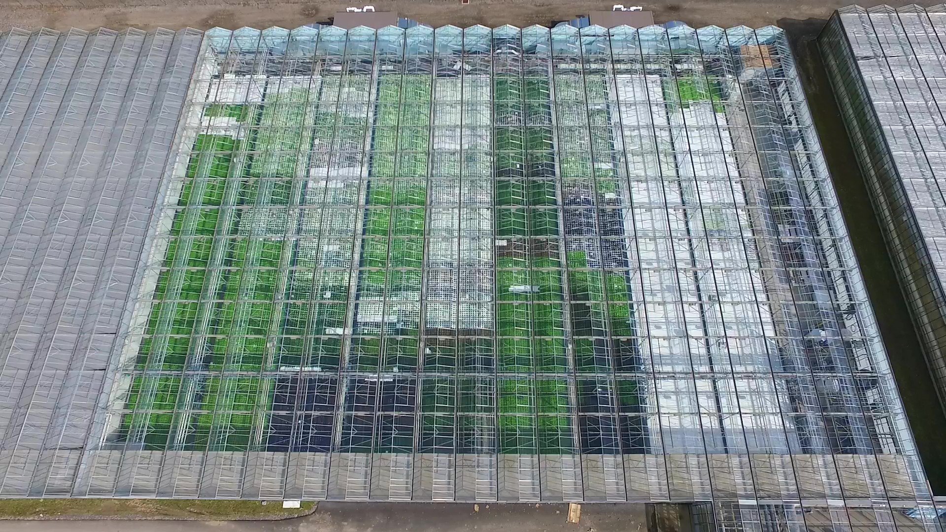 Leafy Greens in ponds.jpg