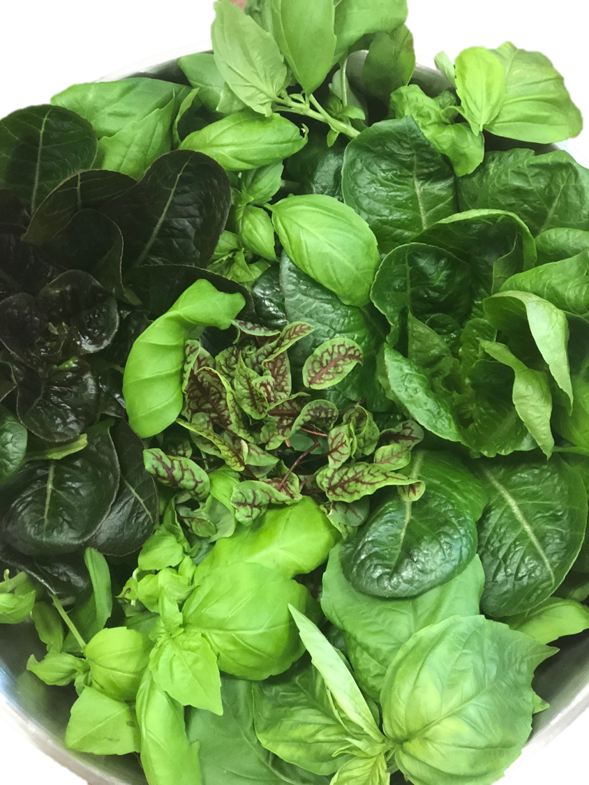 Fresh, local, and good. Phillips students grow their own food futures.