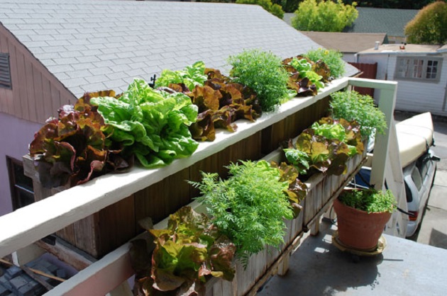 Lettuces-in-the-window-boxes-in-a-balcony.jpg