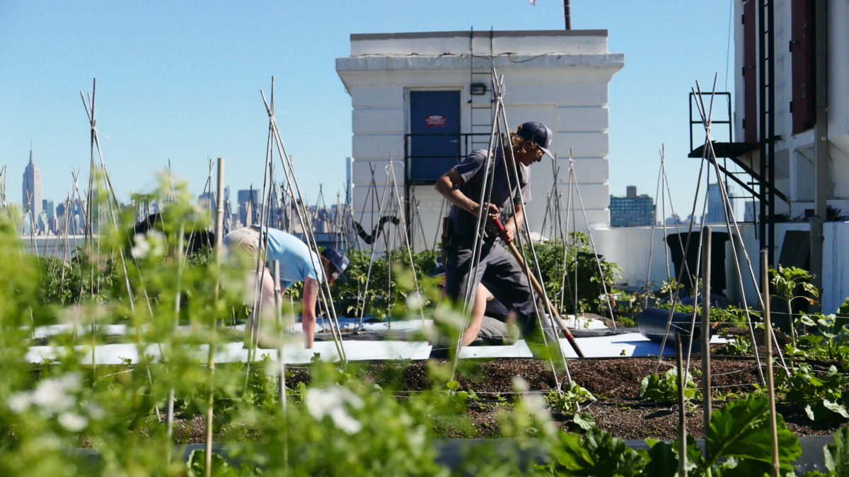 Brooklyn Grange Rooftop Farm