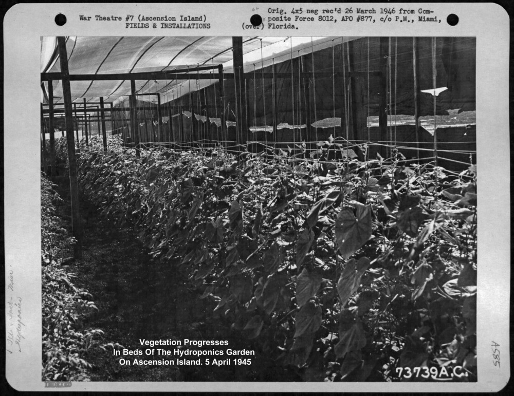 Tomato plants in U.S. Military Pacific Theatre Hydroponics Greenhouses
