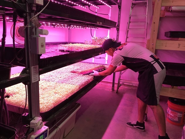 A Moonflower Farms employee checks on produce in the 900-square-foot growing room in southeast Houston. (Meagan Flynn / The Atlantic)
