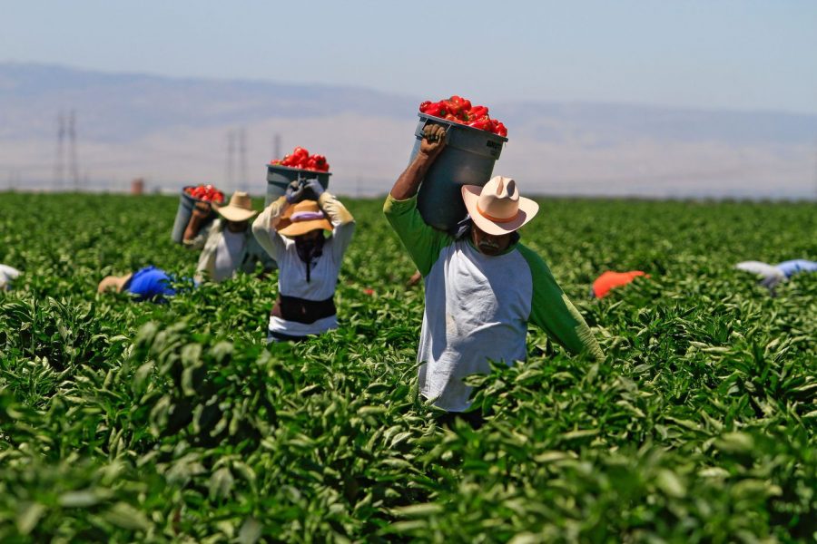 News_Farmworkers-900x600.jpg