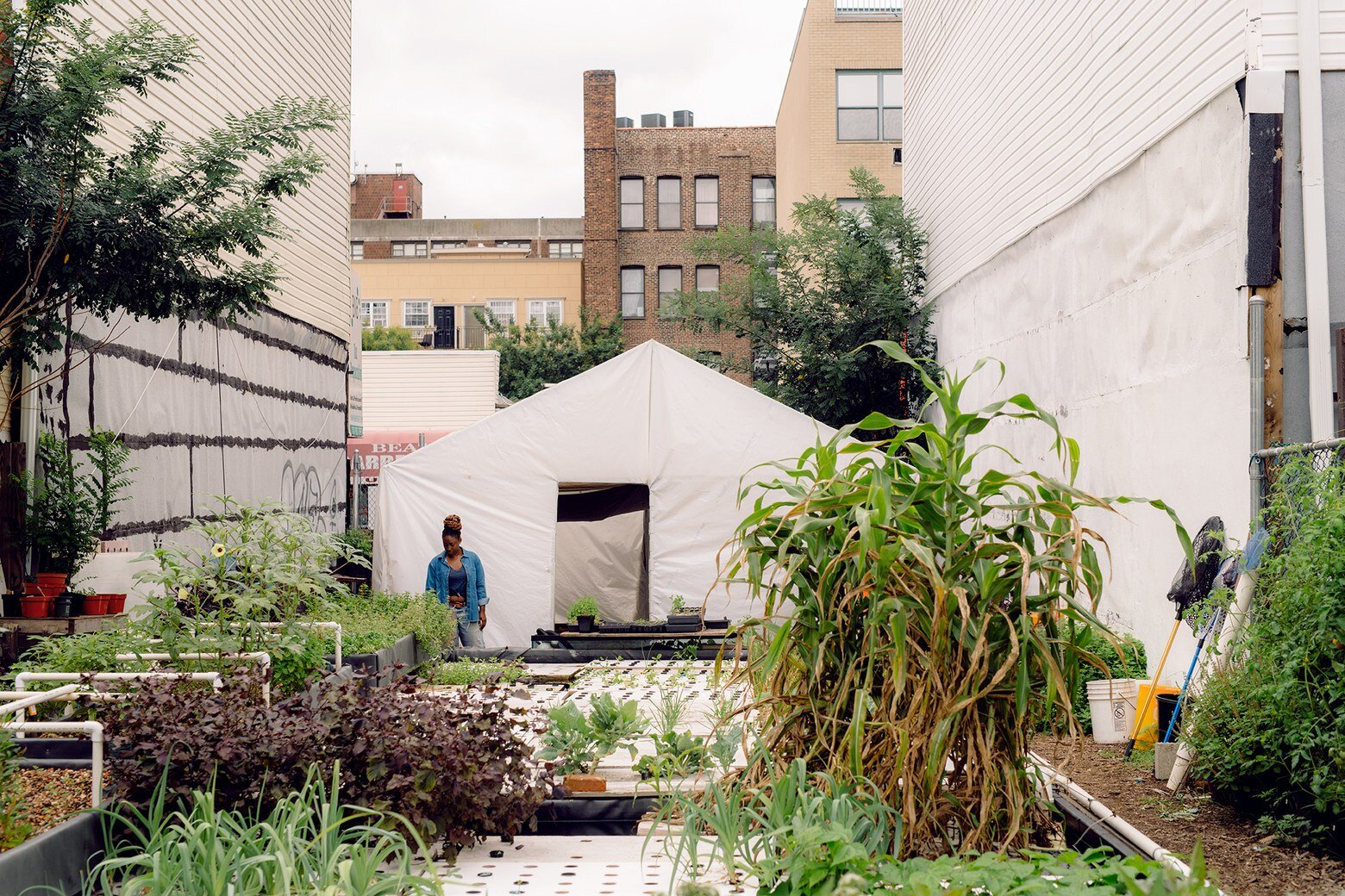 Image sourced from Oko Farms