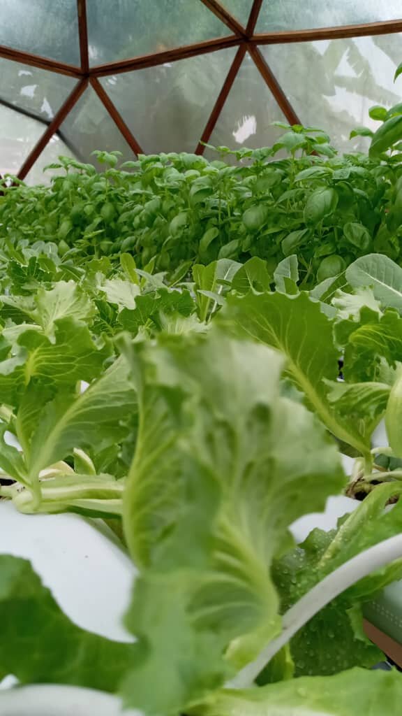 Image sourced from La Ferme Urbaine Okoume