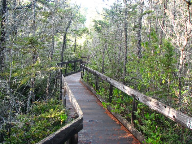 The boardwalk path cuts through the Pygmy forest in Van Damme State Park. (David Berry/Flickr)