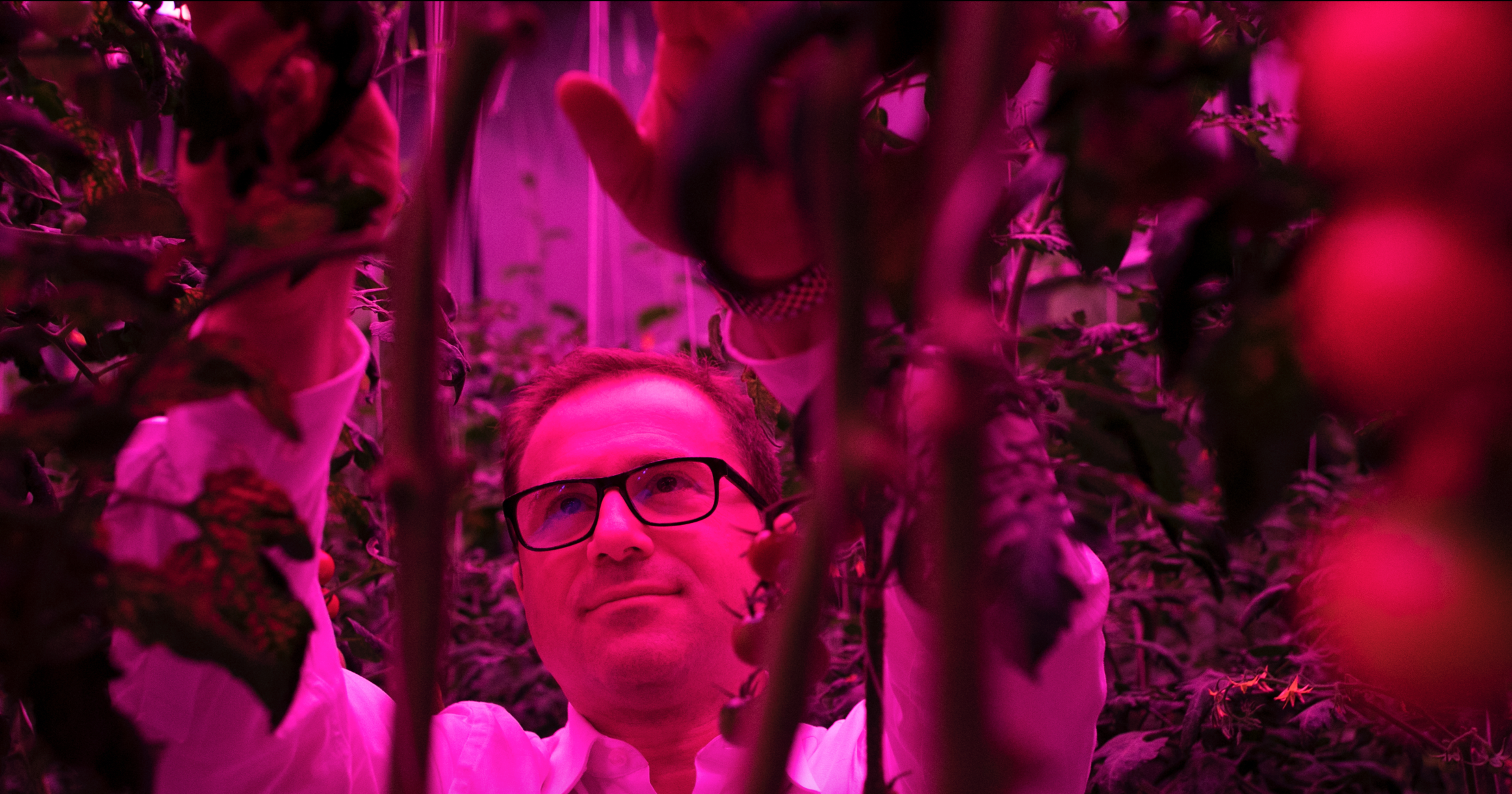 Mike Zelkind, chief executive of 80 Acres Farms, grows tomatoes and other produce with artificial-light recipes made possible with new LED technology. (Maddie McGarvey for The Washington Post)