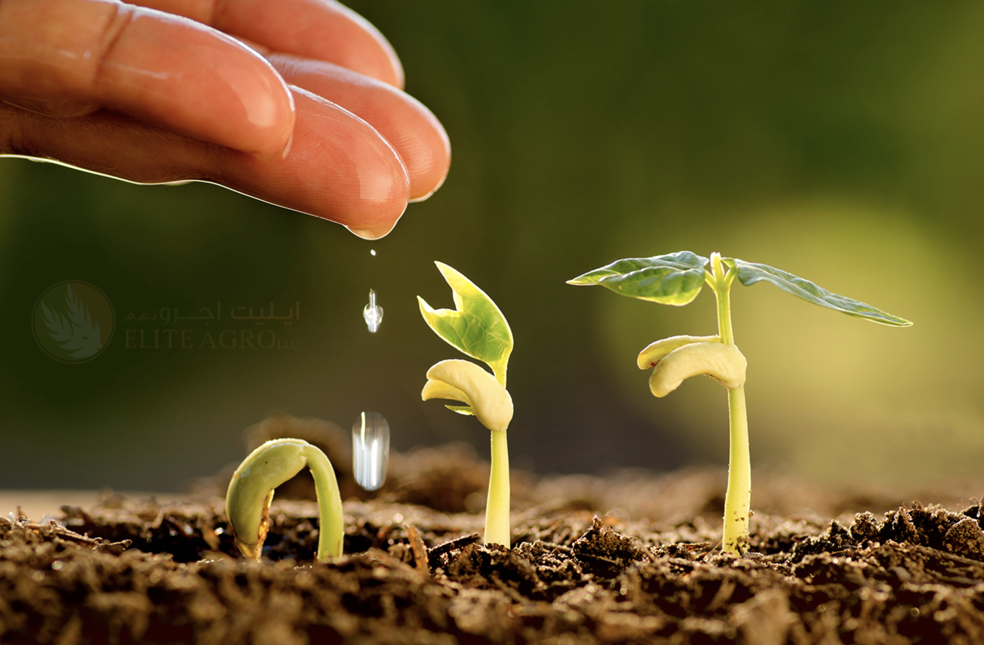 Image sourced from Elite Agro