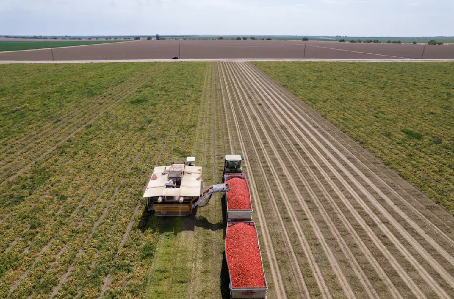 Tomatoes are harvested in San Joaquin Valley, Calif., by Ingomar Packing Company. (John Brecher for The Washington Post)
