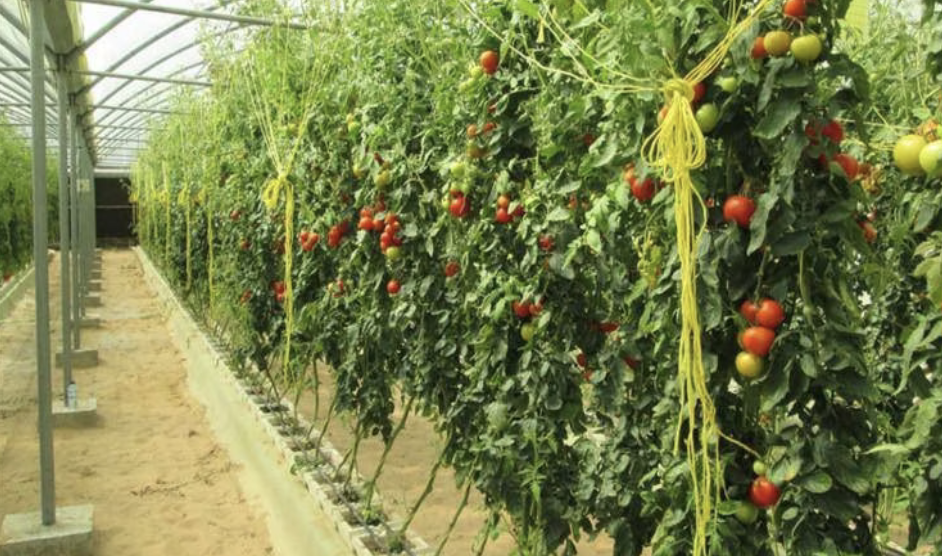 New AgTech Park project aims to accelerate sustainable local food production and position the UAE as a hub to supply high-growth markets across the Middle East and Africa