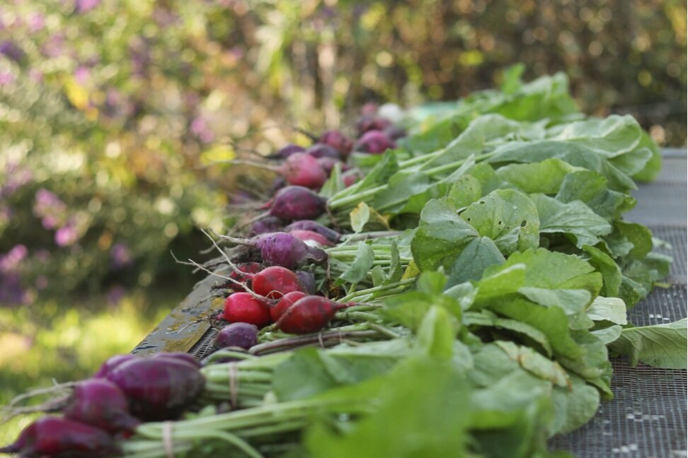 Bundles of radishes sit on the wash table waiting to be rinsed Tuesday at the Veterans Urban Farm in Columbia. Tuesday was the first day harvesting radishes this fall.