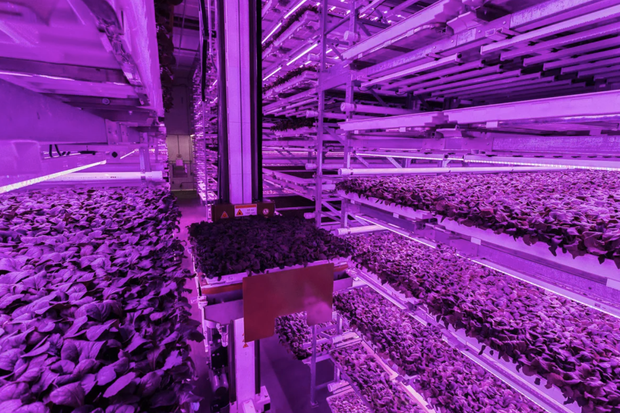 A robot moves between trays of baby greens at Fifth Season as they are bathed in fuchsia light. This “pinkhouse” is the result of an LED-powered mix of red and blue light, which helps the business reduce electricity costs for indoor growing. Courtes…