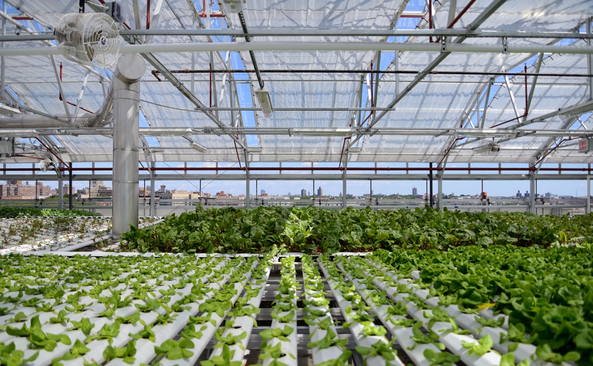 NFT channels at Sky Vegetables Greenhouse in The Bronx.