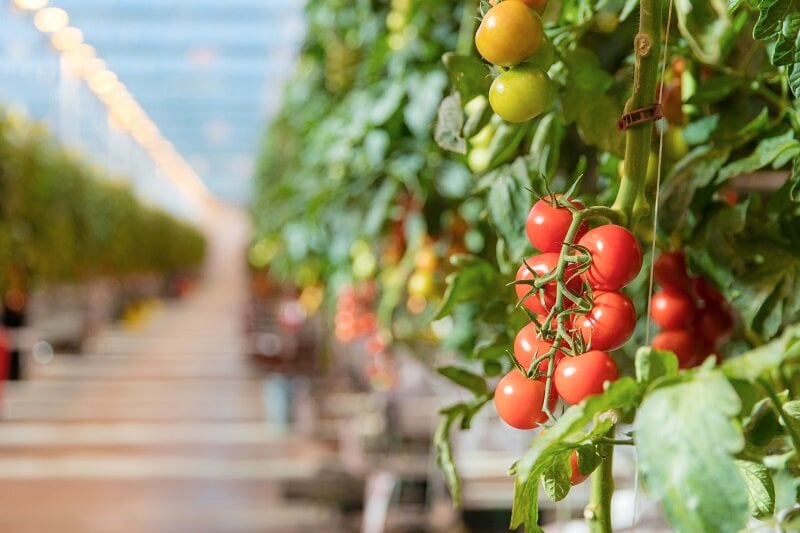 THE-PURSUIT-OF-GREAT-TOMATOES-DEFINES-EVERYTHING-WE-DO.jpg