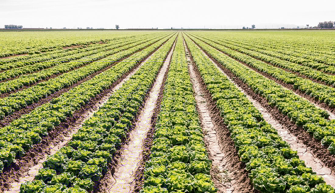 TaylorFarms_Yuma-3934.jpg