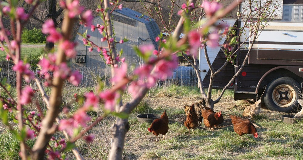 Image sourced from Urbavore Farm