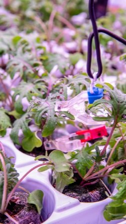 Kale grown and monitored in the UCS lab; Image sourced from Vertical Farm Daily