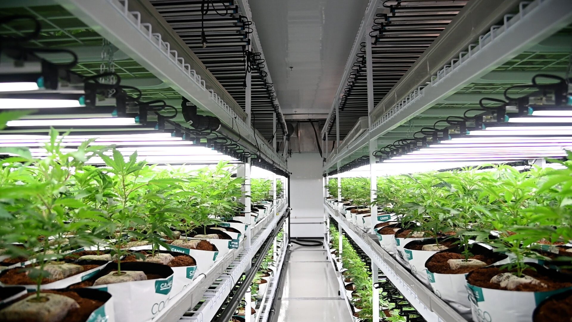 Understand the nutrients your plants need.jpg