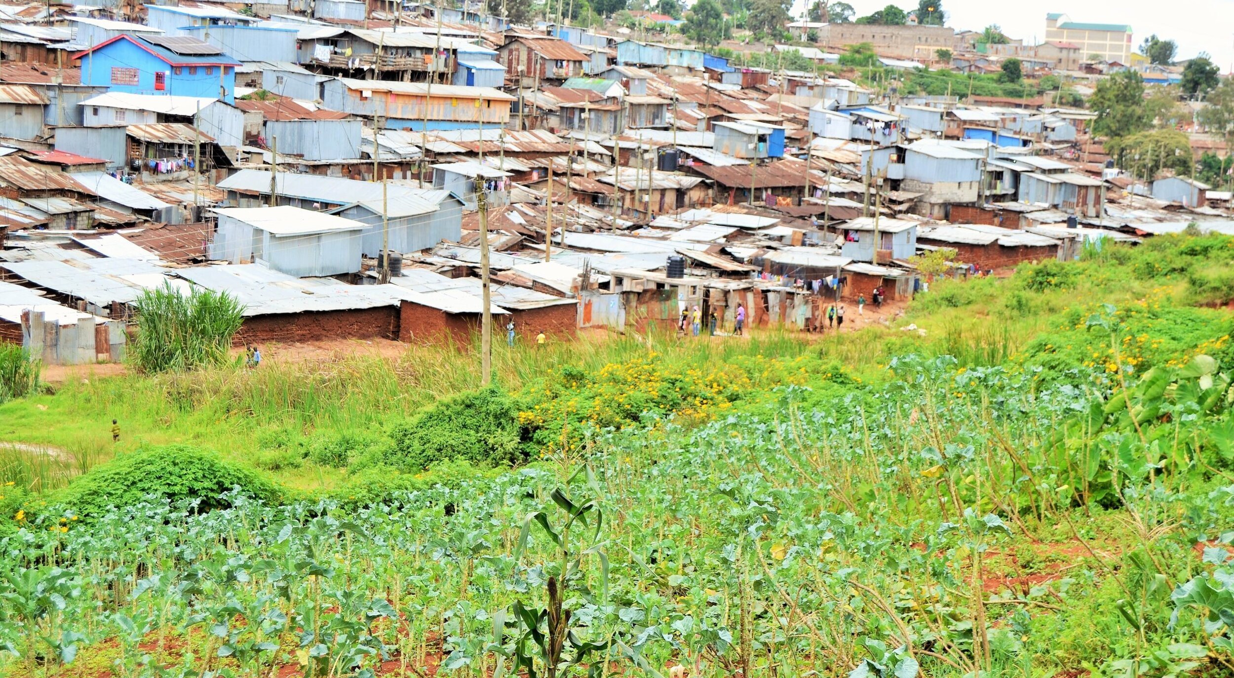 Urban-agriculture-in-Kibera-Nairobi-scaled-e1591952250279.jpg