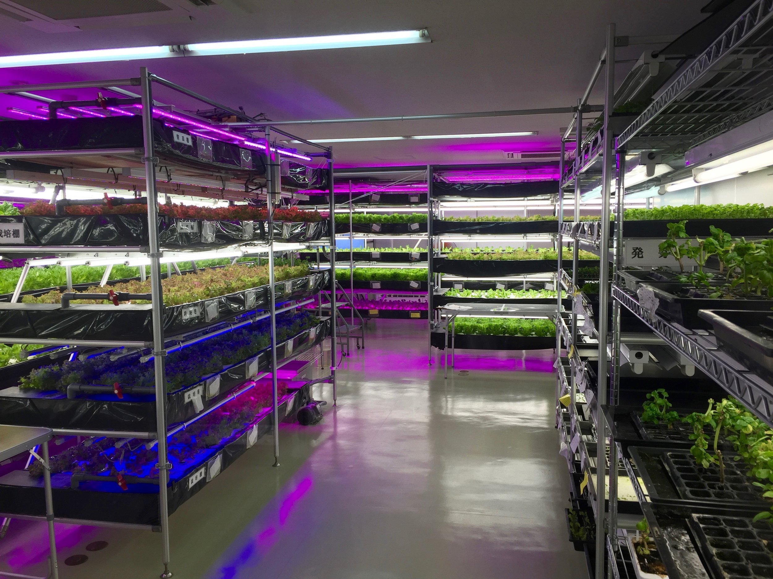 Mahoroba Suikoen Plant Factory in Nara, Japan. In Vertical Farms, or Plant Factories as they're known in Japan, plants are grown hydroponically in stacked layers. Different color LED lights are used to emphasize different attributes during plant gro…