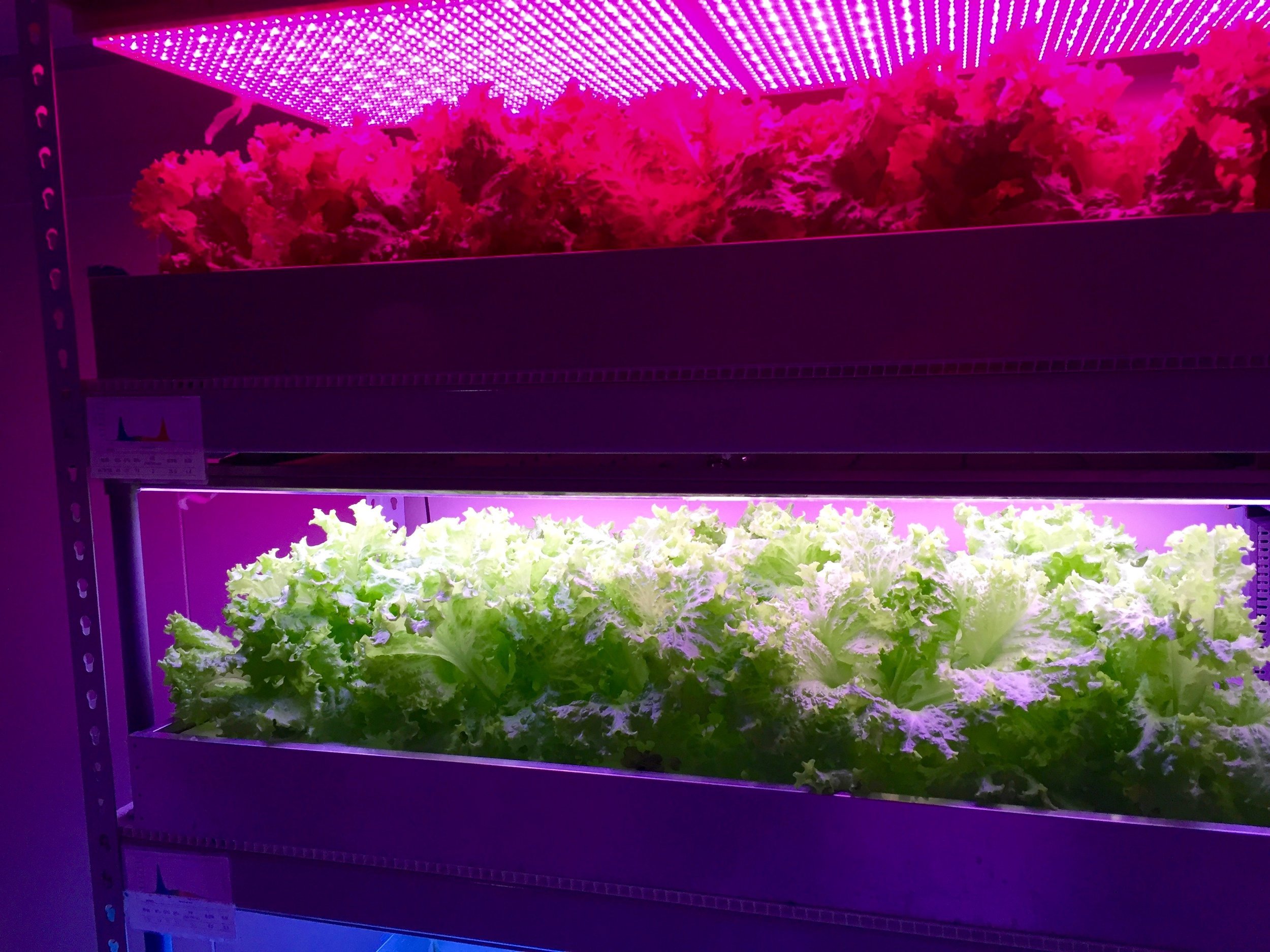 Lettuce growing in a vertically stacked hydroponic system under LED lights at National Taiwan University. (Credit: Jacob Eisenberg)