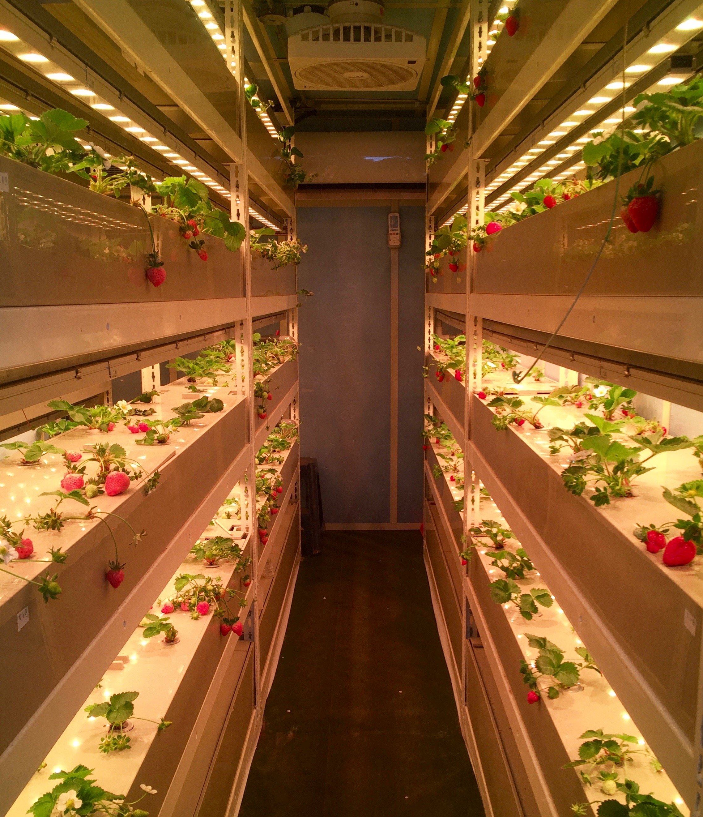 Strawberries growing hydroponically at a cultivation test facility outside of Taipei, Taiwan. (Credit: Jacob Eisenberg)