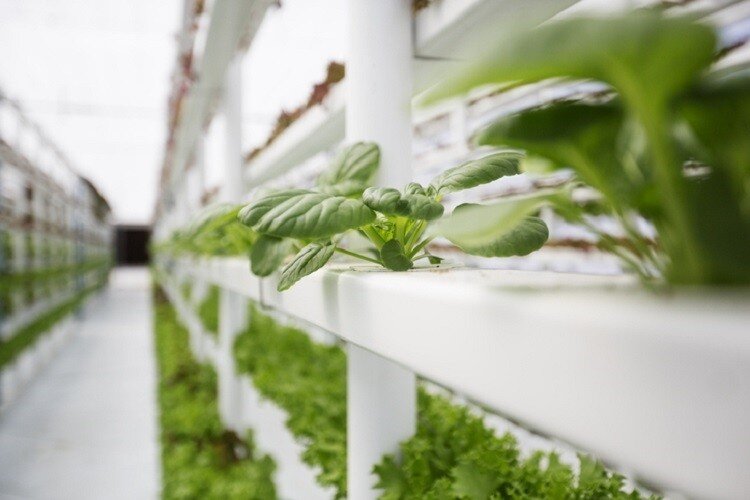 Vertical-farming-A-sustainable-solution-to-food-insecurity_wrbm_large.jpg